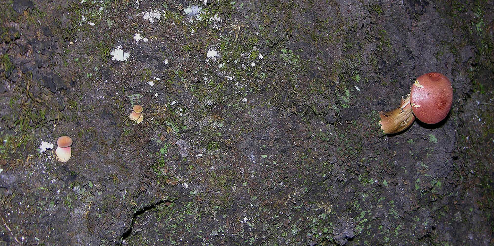 fungo nel muro 2